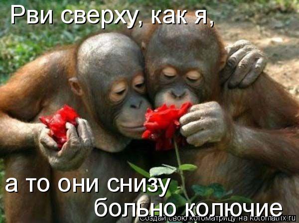 больно колючие а то они снизу Рви сверху, как я,... Котоматрица: больно колючие а то они снизу Рви сверху, как я,