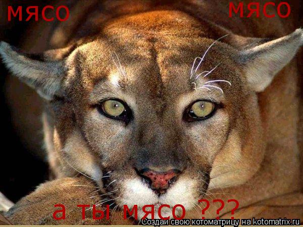 мясо мясо а ты мясо ???... Котоматрица: мясо мясо а ты мясо ???