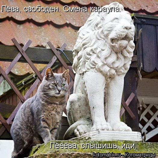 Лёва, свободен. Смена караула. Лёёёва, слышишь, иди.... Котоматрица: Лёва, свободен. Смена караула. Лёёёва, слышишь, иди.