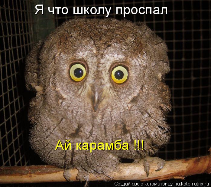 Я что школу проспал Ай карамба !!!... Котоматрица: Я что школу проспал Ай карамба !!!