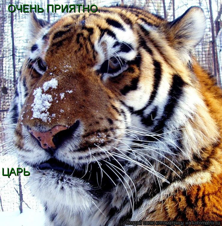 ОЧЕНЬ ПРИЯТНО. ЦАРЬ... Котоматрица: ОЧЕНЬ ПРИЯТНО. ЦАРЬ