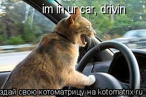 im in ur car, drivin... Котоматрица: im in ur car, drivin