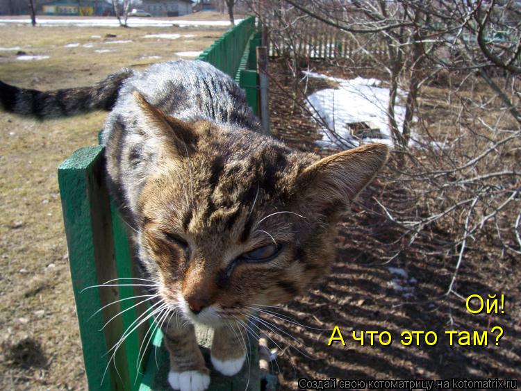 Котоматрица: Ой! А что это там?