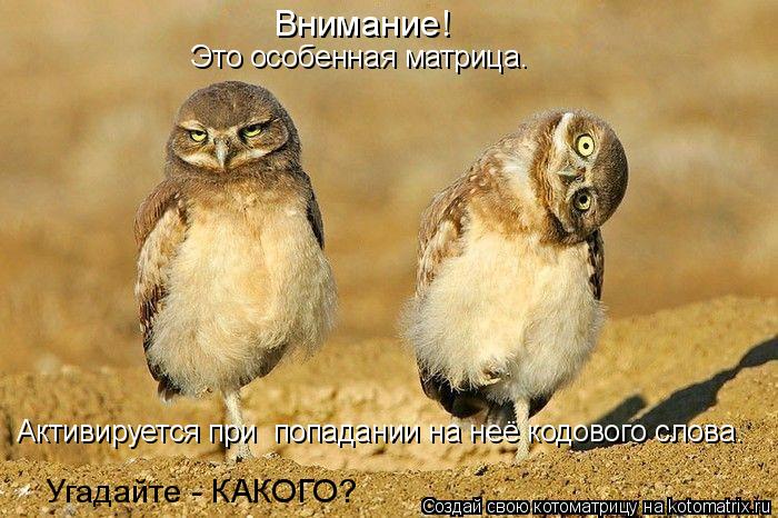 Внимание! Это особенная матрица. Активируется при попадании на неё кодового слова. Угадайте - КАКОГО... Котоматрица: Внимание! Это особенная матрица. Активируется при попадании на неё кодового слова. Угадайте - КАКОГО?