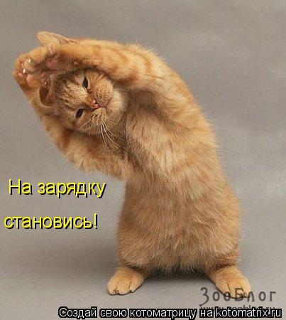 На зарядку становись!... Котоматрица: На зарядку становись!