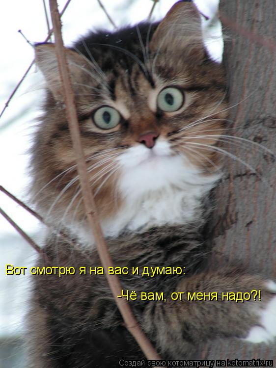 Вот смотрю я на вас и думаю: -Чё вам, от меня надо?!... Котоматрица: Вот смотрю я на вас и думаю: -Чё вам, от меня надо?!
