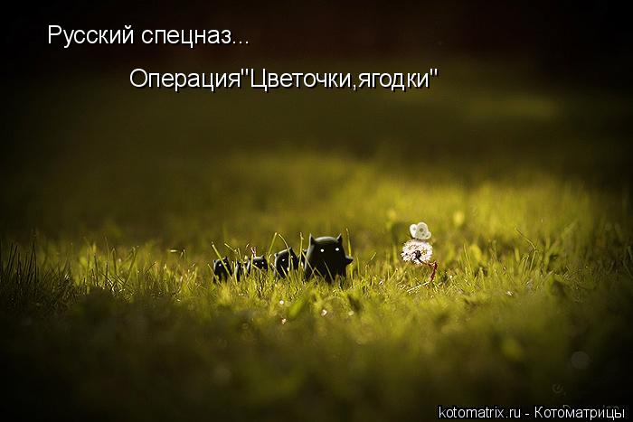 Русский спецназ... Операция"Цветочки,ягодки"... Котоматрица: Русский спецназ... Операция"Цветочки,ягодки"