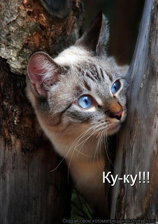 Ку-ку!!!... Котоматрица: Ку-ку!!!