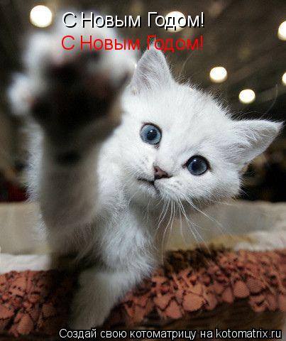 С Новым Годом! С Новым Годом!... Котоматрица: С Новым Годом! С Новым Годом!