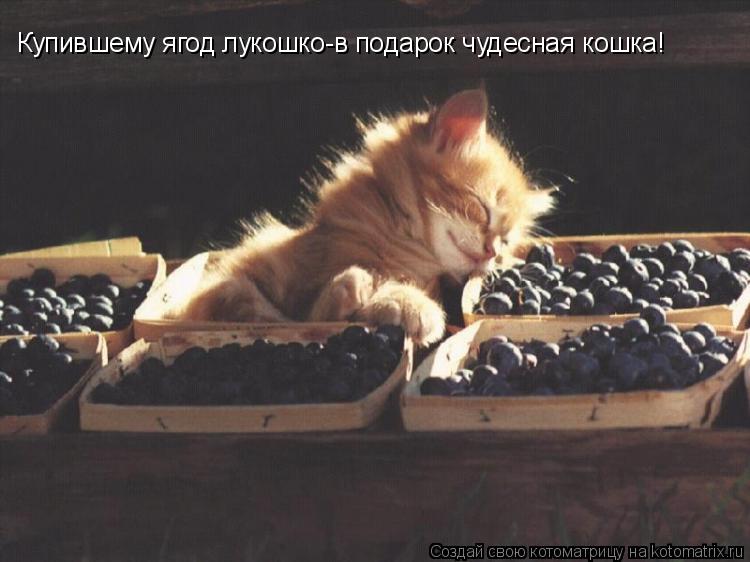 Купившему ягод лукошко-в подарок чудесная кошка!... Котоматрица: Купившему ягод лукошко-в подарок чудесная кошка!