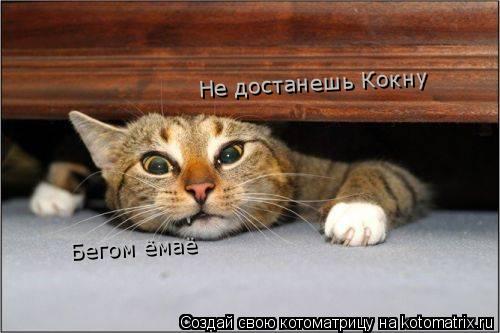 Не достанешь Кокну Бгом ёмаё Бегом ёмаё... Котоматрица: Не достанешь Кокну Бгом ёмаё Бегом ёмаё