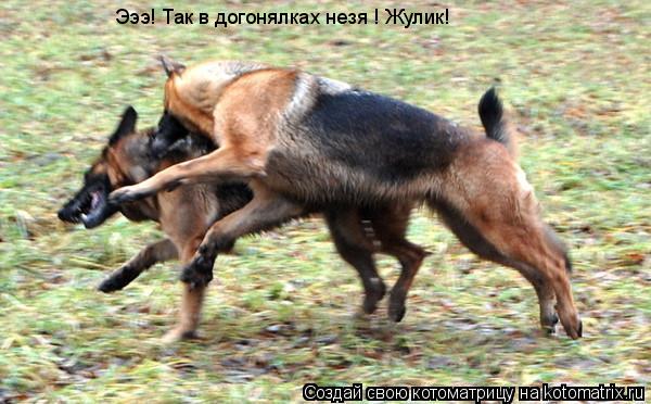 Эээ! Так в догонялках незя ! Жулик!... Котоматрица: Эээ! Так в догонялках незя ! Жулик!