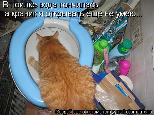 а краник я открывать ещё не умею... В поилке вода кончилась,... Котоматрица: а краник я открывать ещё не умею... В поилке вода кончилась,