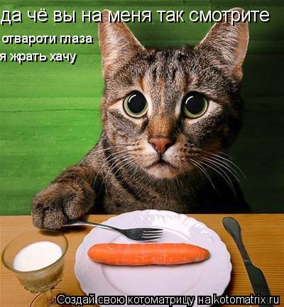да чё вы на меня так смотрите отвароти глаза я жрать хачу... Котоматрица: да чё вы на меня так смотрите отвароти глаза я жрать хачу