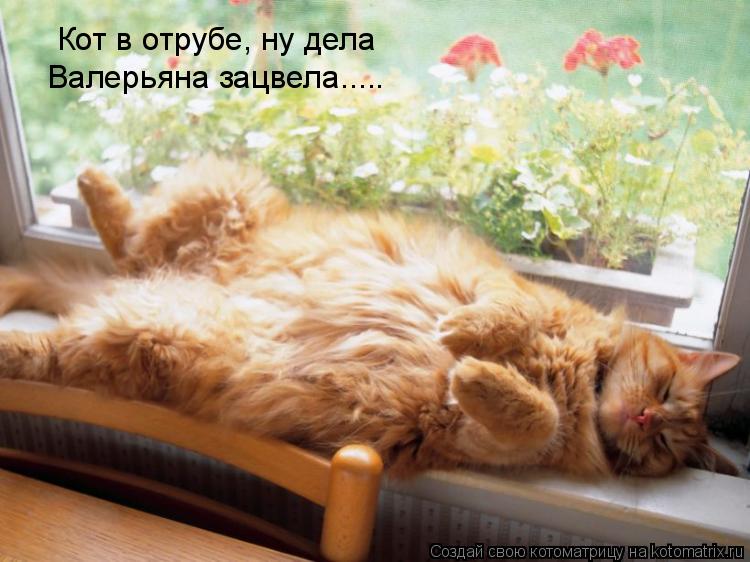 Кот в отрубе, ну дела Валерьяна зацвела........ Котоматрица: Кот в отрубе, ну дела Валерьяна зацвела.....
