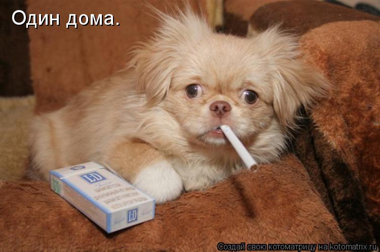 Один дома.... Котоматрица: Один дома.