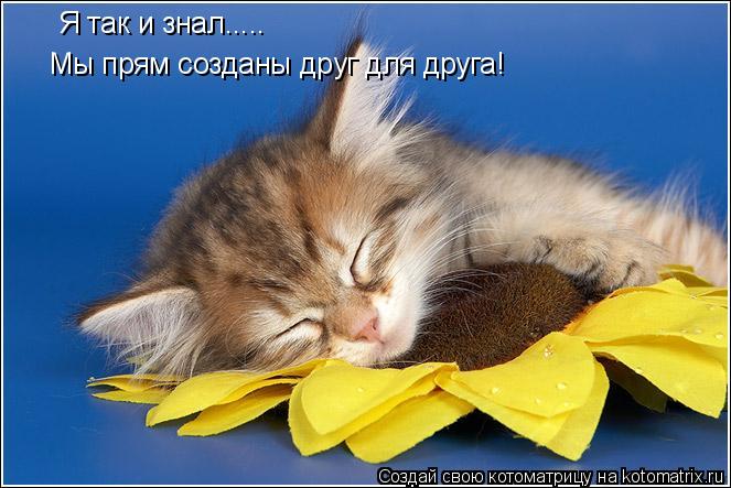 Я так и знал..... Мы прям созданы друг для друга!... Котоматрица: Я так и знал..... Мы прям созданы друг для друга!