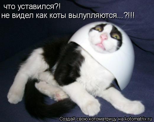 что уставился?! не видел как коты вылупляются...?!!!... Котоматрица: что уставился?! не видел как коты вылупляются...?!!!