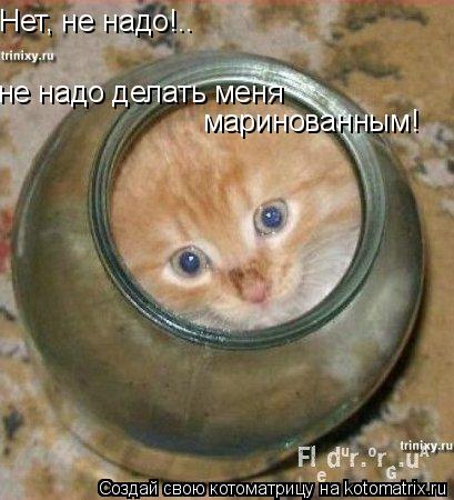 Нет, не надо!.. не надо делать меня маринованным!... Котоматрица: Нет, не надо!.. не надо делать меня маринованным!