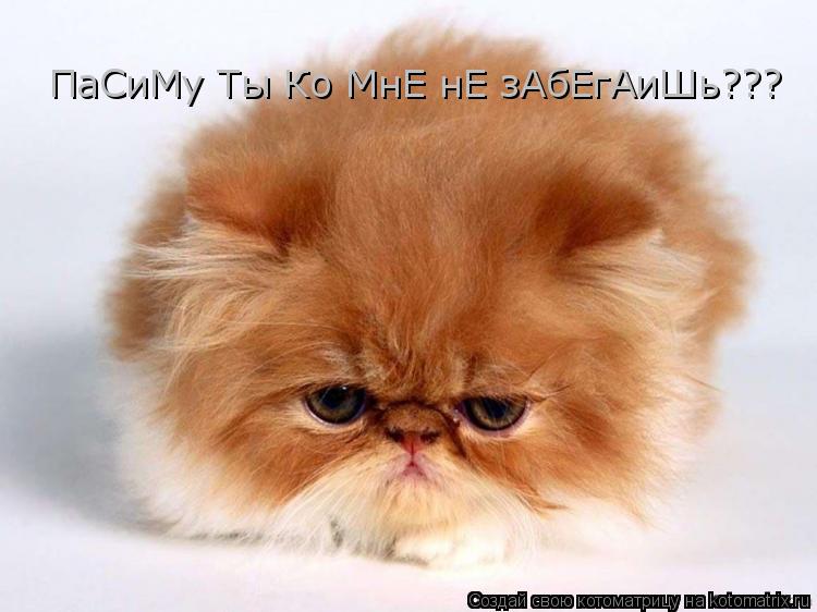 ПаСиМу Ты Ко МнЕ нЕ зАбЕгАиШь???... Котоматрица: ПаСиМу Ты Ко МнЕ нЕ зАбЕгАиШь???
