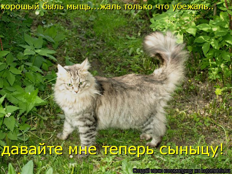 хорошый быль мыщь...жаль только что убежаль.. давайте мне теперь сыныцу!... Котоматрица: хорошый быль мыщь...жаль только что убежаль.. давайте мне теперь сыныцу!