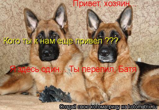 Привет, хозяин... Кого ты к нам еще привел ??? Я здесь один... Ты перепил, Батя... Котоматрица: Привет, хозяин... Кого ты к нам еще привел ??? Я здесь один... Ты перепил, Батя
