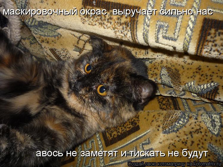 маскировочный окрас, выручает сильно нас авось не заметят и тискать не будут... Котоматрица: маскировочный окрас, выручает сильно нас авось не заметят и тискать не будут