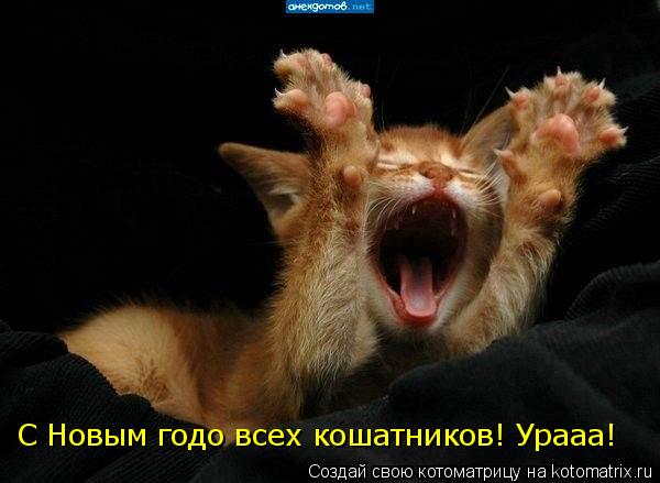 С Новым годо всех кошатников! Урааа!... Котоматрица: С Новым годо всех кошатников! Урааа!