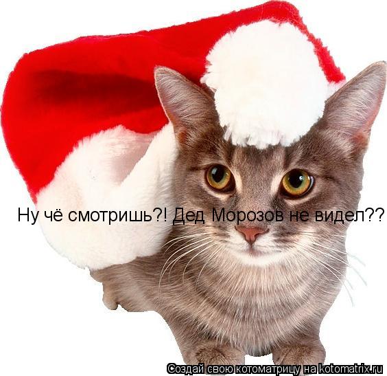 Ну чё смотришь?! Дед Морозов не видел??!... Котоматрица: Ну чё смотришь?! Дед Морозов не видел??!