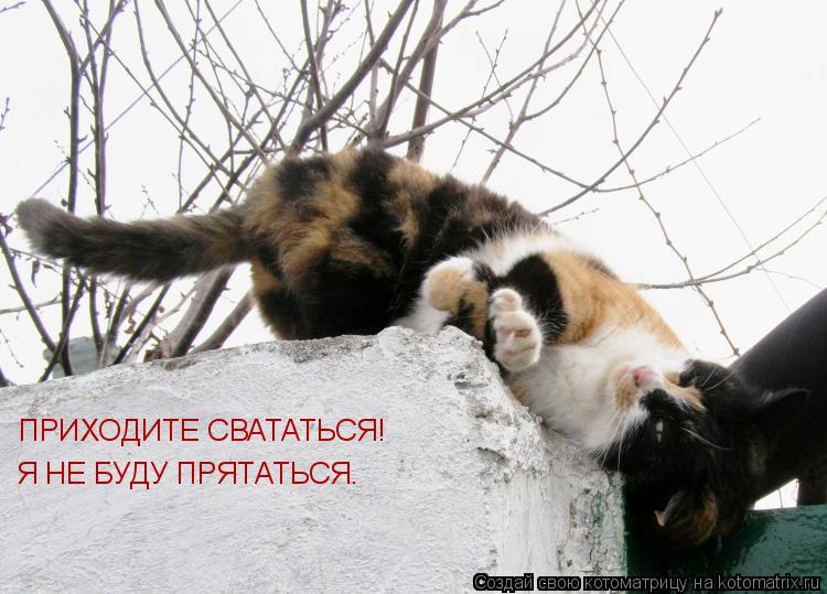ПРИХОДИТЕ СВАТАТЬСЯ! Я НЕ БУДУ ПРЯТАТЬСЯ.... Котоматрица: ПРИХОДИТЕ СВАТАТЬСЯ! Я НЕ БУДУ ПРЯТАТЬСЯ.