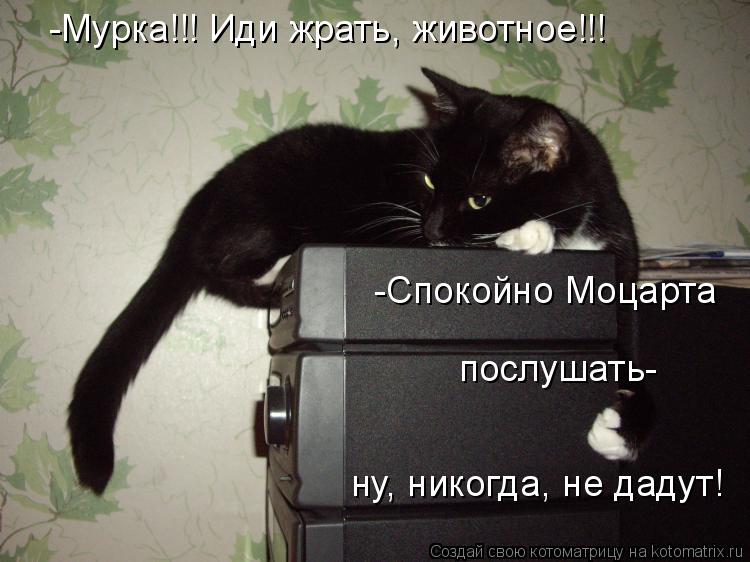 -Мурка!!! Иди жрать, животное!!! -Спокойно Моцарта послушать- ну, никогда, не дадут!... Котоматрица: -Мурка!!! Иди жрать, животное!!! -Спокойно Моцарта послушать- ну, никогда, не дадут!