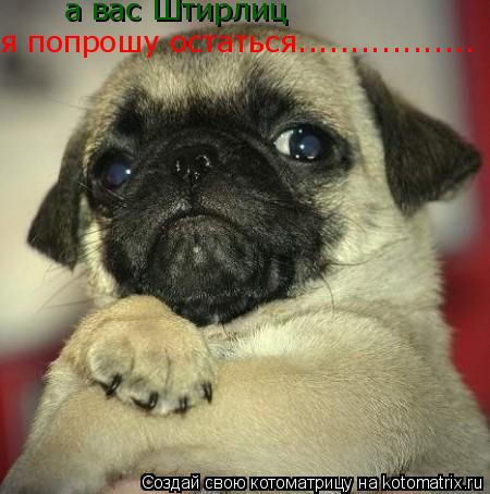 а вас Штирлиц я попрошу остаться.................... Котоматрица: а вас Штирлиц я попрошу остаться.................