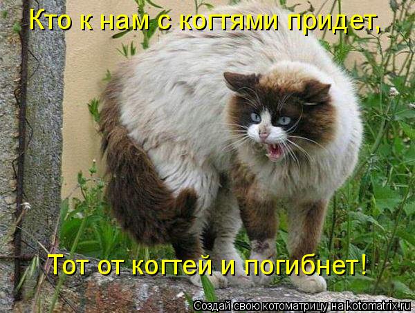Кто к нам с когтями придет, Тот от когтей и погибнет!... Котоматрица: Кто к нам с когтями придет, Тот от когтей и погибнет!