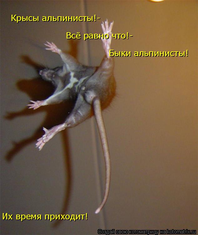 Крысы альпинисты!- Всё равно что!- Быки альпинисты! Их время приходит!... Котоматрица: Крысы альпинисты!- Всё равно что!- Быки альпинисты! Их время приходит!