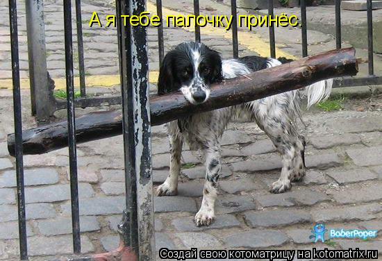 А я тебе палочку принёс.... Котоматрица: А я тебе палочку принёс.
