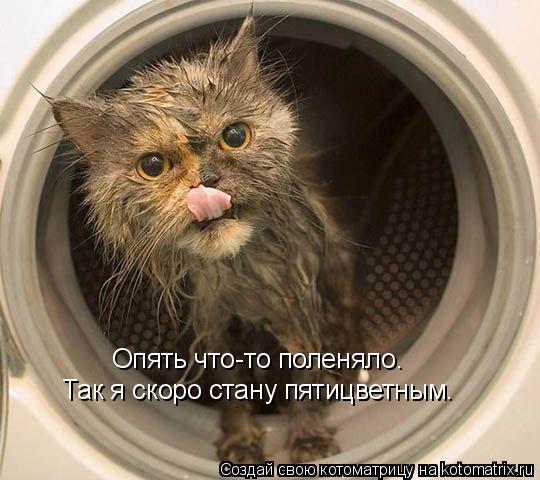 Опять что-то поленяло. Так я скоро стану пятицветным.... Котоматрица: Опять что-то поленяло. Так я скоро стану пятицветным.