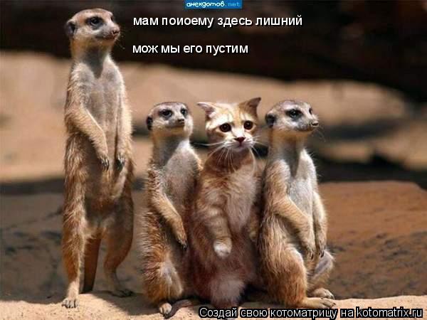 мам поиоему здесь лишний мож мы его пустим... Котоматрица: мам поиоему здесь лишний мож мы его пустим