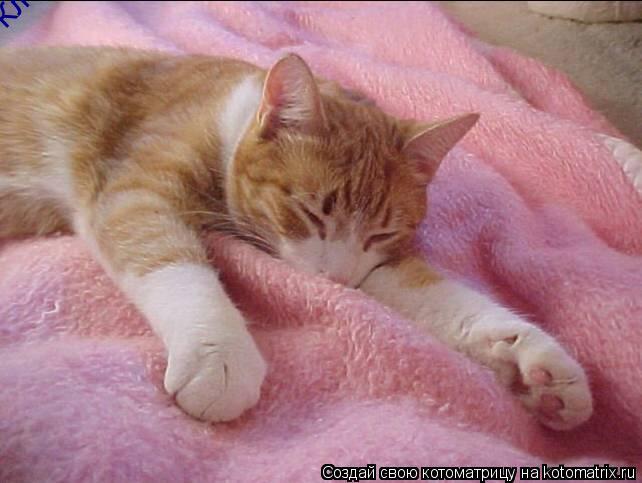 Клиинекс! Мягкий, словно бааархат! :)... Котоматрица: Клиинекс! Мягкий, словно бааархат! :)