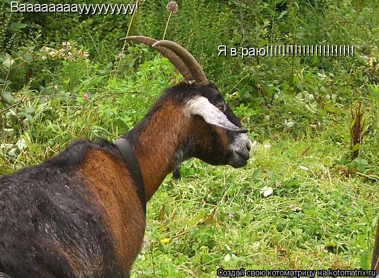 Вааааааааууууууууу! Я в раю!!!!!!!!!!!!!!!!!!!!!!... Котоматрица: Вааааааааууууууууу! Я в раю!!!!!!!!!!!!!!!!!!!!!!