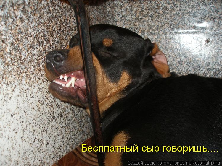Бесплатный сыр говоришь....... Котоматрица: Бесплатный сыр говоришь....