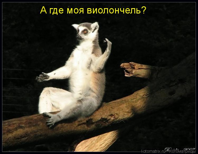 А где моя виолончель?... Котоматрица: А где моя виолончель?