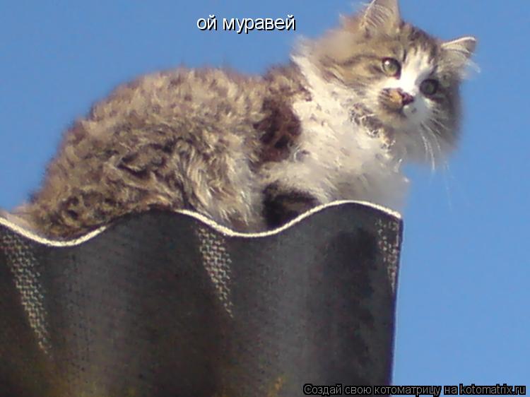 ой муравей... Котоматрица: ой муравей