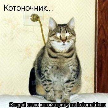 Котоночник...... Котоматрица: Котоночник...