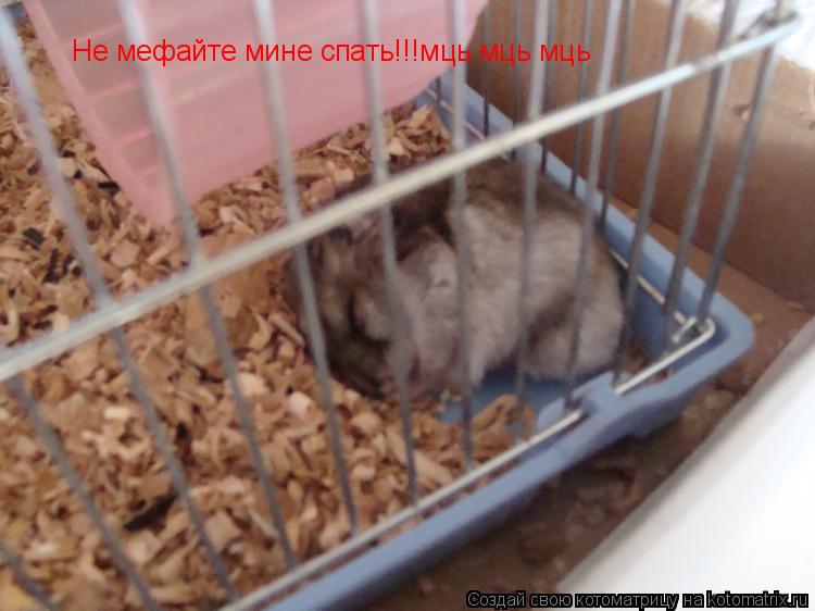 Не мефайте мине спать!!!мць мць мць... Котоматрица: Не мефайте мине спать!!!мць мць мць
