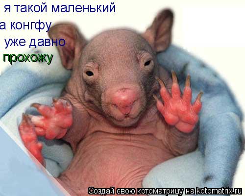 я такой маленький а конгфу уже давно прохожу... Котоматрица: я такой маленький а конгфу уже давно прохожу