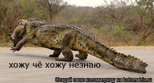 хожу чё хожу незнаю... Котоматрица: хожу чё хожу незнаю