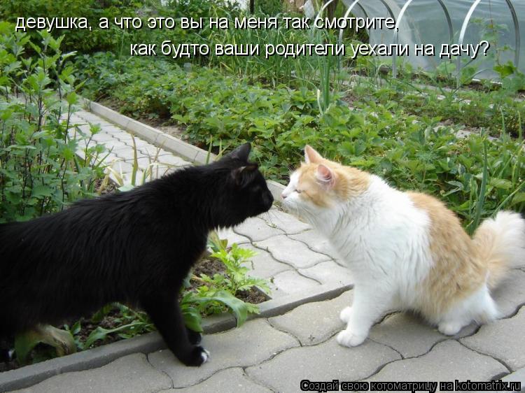 девушка, а что это вы на меня так смотрите, как будто ваши родители уехали на дачу?... Котоматрица: девушка, а что это вы на меня так смотрите, как будто ваши родители уехали на дачу?