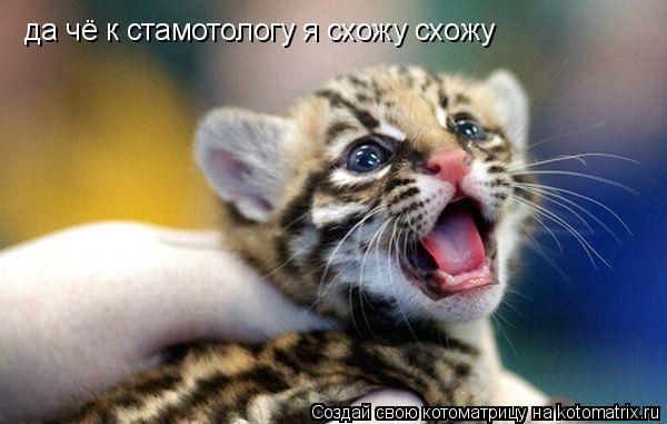 да чё к стамотологу я схожу схожу... Котоматрица: да чё к стамотологу я схожу схожу