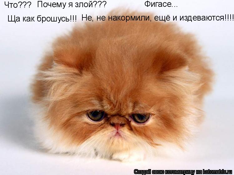 Что??? Почему я злой??? Фигасе... Ща как брошусь!!! Не, не накормили, ещё и издеваются!!!!... Котоматрица: Что??? Почему я злой??? Фигасе... Ща как брошусь!!! Не, не накормили, ещё и издеваются!!!!