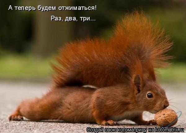 А теперь будем отжиматься! Раз, два, три...... Котоматрица: А теперь будем отжиматься! Раз, два, три...